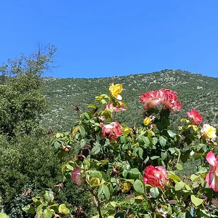 Casale Esa
